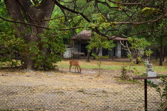 Standing Deer Feeding in Jungle/Zoo Park,wildlife Stock Photo