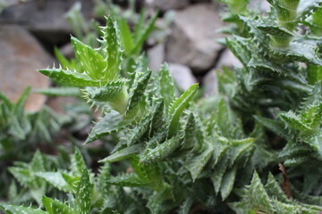 prickly green plant cactus with needles poisonous growing