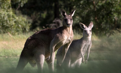 Male and Female Eastern Grey Kangaroos (Macropus giganteus).