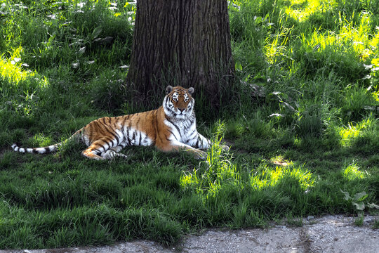 Tygrys bengalski leżący pod drzewem 