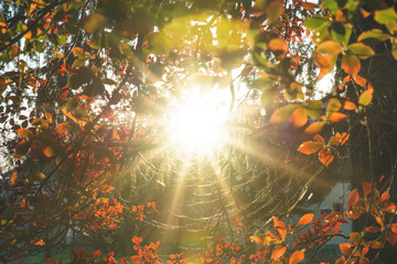 紅葉した木の葉と太陽の光
