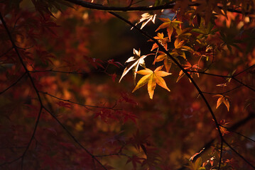 光が当たってひときわ目立つもみじ