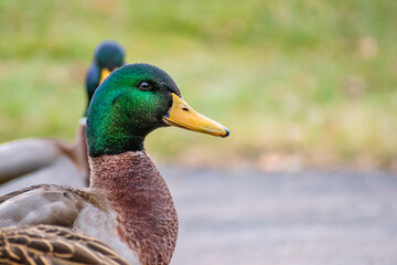 Detail portrait of male mallard duck enjoying a sunny day