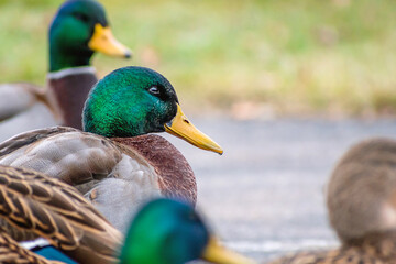 Detail portrait of male mallard duck enjoying a sunny day