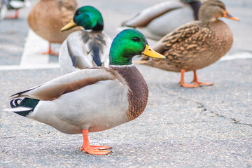 Detail portrait of male mallard duck enjoying a sunny day