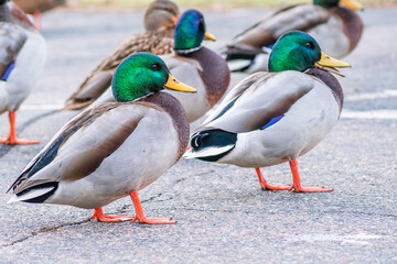 Detail portrait of male mallard duck enjoying a sunny day