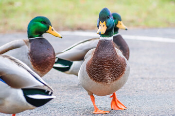Detail portrait of male mallard duck enjoying a sunny day