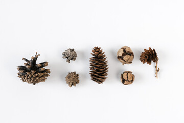 Collection of various cones on a white background. Minimalistic natural background for the winter holidays: Christmas or New Year. Top view, copy space.