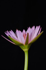 Fototapeta premium Close up detail blooming pink water lily flower with stem, isolated on black background