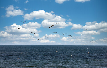 Fototapeta na wymiar Brown Pelicans, Pelecanus occidentalis, and seagulls flying over the Pacific Ocean against a partly cloudy sky.