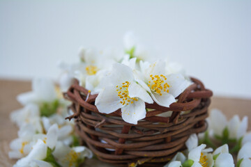 Fototapeta na wymiar White jasmine flowers, traditional green tea ingredient, aromatherapy flavor