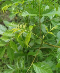 close up of leaves