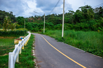 The close background of the green rice fields, the seedlings that are growing, are seen in rural areas as the main occupation of rice farmers who grow rice for sale or living.