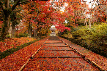 Fototapeta na wymiar Fallen red leaves at Bishamondo, Kyoto's outskirt district during autumn.