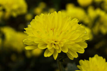 Yellow colored marigold flowers with green leaves in a garden
