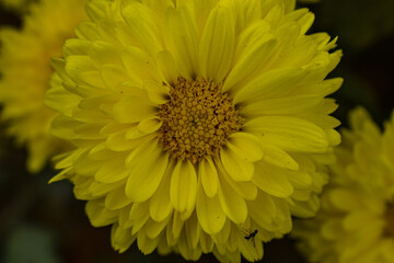 Yellow colored marigold flowers with green leaves in a garden