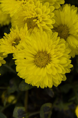 Yellow colored marigold flowers with green leaves in a garden