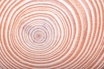 Cutted round teak wood stump background