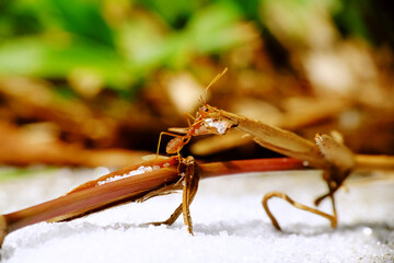 Macro of red ant 