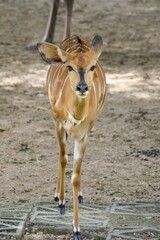 cute deer in nature garden