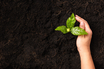 Hand of a woman planting green small plant life on compost fertile black soil with nurturing tree...