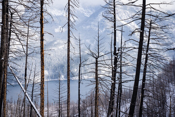 Winter view after a forest fire at Waterton Lake National Park in the Canadian Rockies.