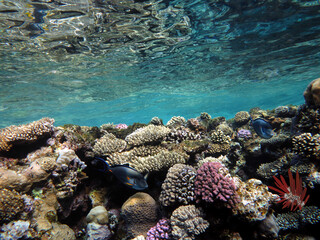 Coral reefs and tropical fish of the Red Sea