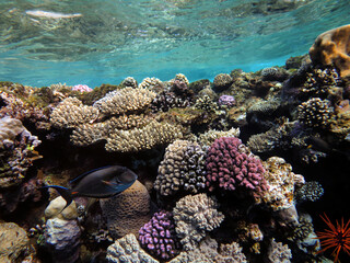 Coral reefs and tropical fish of the Red Sea