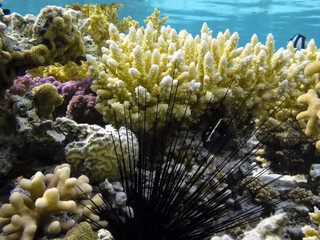Naklejka na ściany i meble Coral reefs and tropical fish of the Red Sea