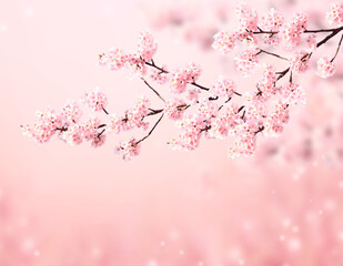 Beautiful magic spring scene with sakura flowers