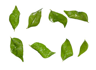 set of fried curry leaves isolated on white background for garnishing Indian food
