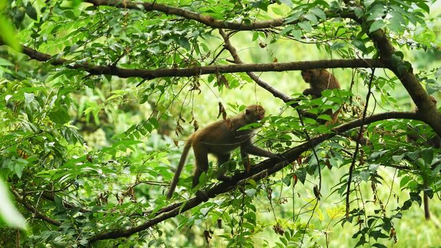 two monkeys sitting on branches and looking for eatable leaves