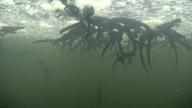 水中のアカハライモリです。落下してくるモリアオガエルのオタマジャクシを捕食している映像です。静岡県賀茂郡東伊豆町のシラヌタの池にて撮影しました。