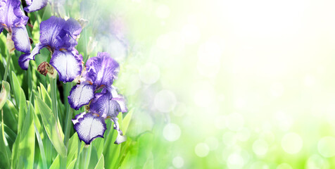 Iris flowers on sunny beautiful nature spring background