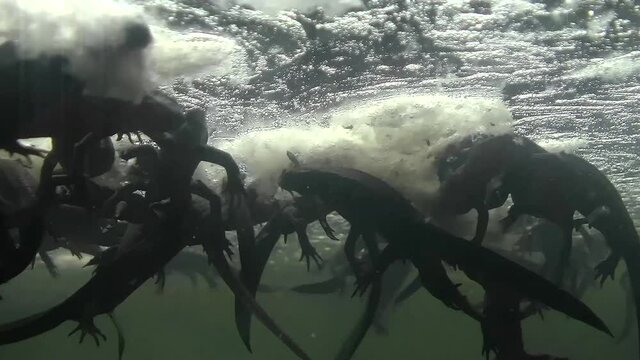 水中のアカハライモリです。落下してくるモリアオガエルのオタマジャクシを捕食している映像です。静岡県賀茂郡東伊豆町のシラヌタの池にて撮影しました。