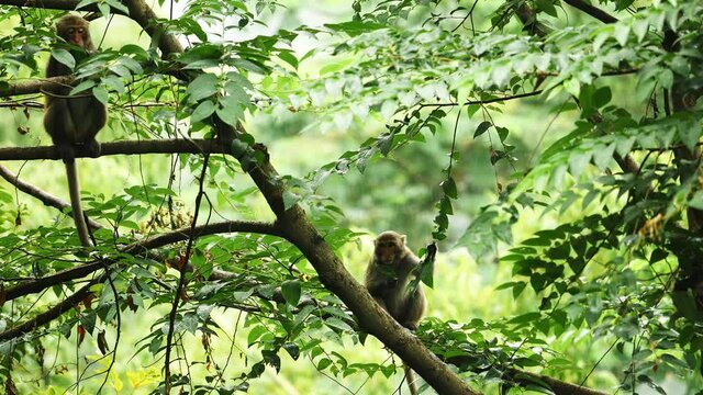 two monkeys sit in a tree and eat leaves during rain