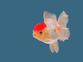 view of Oranda Goldfish breed (Carassius auratus auratus) diving in glass fish tank isolated on blue background.