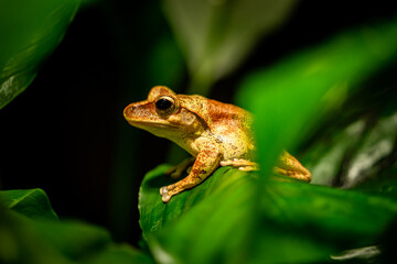 green frog on in the nature