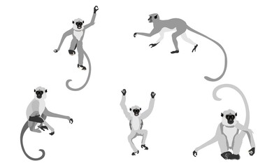 Set of Grey langur monkeys on different poses, isolated on white vector illustration