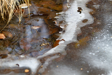 Real natural backround: thawing on the lake, fallen leaves, dry grass under water and ice.