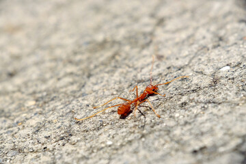 Macro of red fire ant