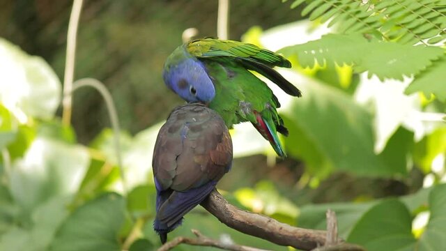 loro