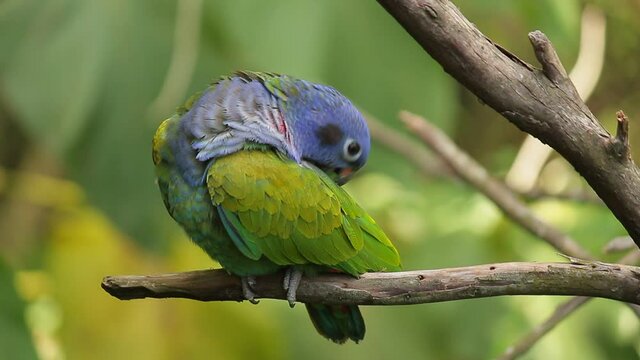 loro