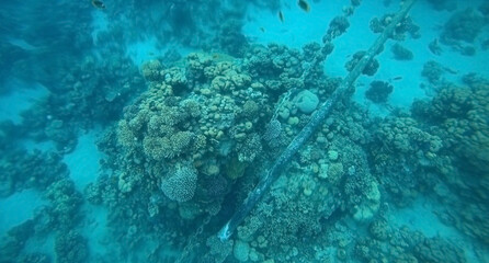 Tropical coral reef. Ecosystem and environment. Egypt. Near Sharm El Sheikh
