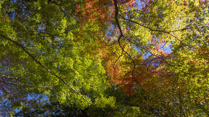 東山動植物園 風景 紅葉 動物