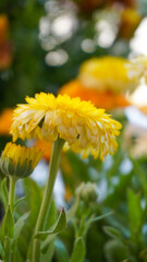 photo of artistic calendula flowers in the garden