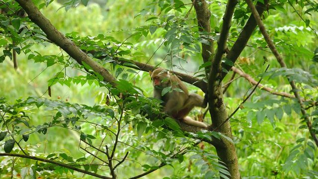 a monkey sits on a branch and eats leaves