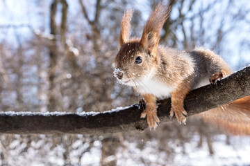 cute red squirrel searching for food in winter park on tree branch against blue sky background © Mr Twister