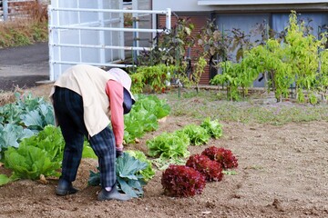 農作業をする80代の日本人女性　キャベツを見ている