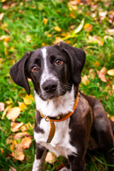 Beautiful black and white dog sitting in the grass with yellow leaves. Dog playing outdoor